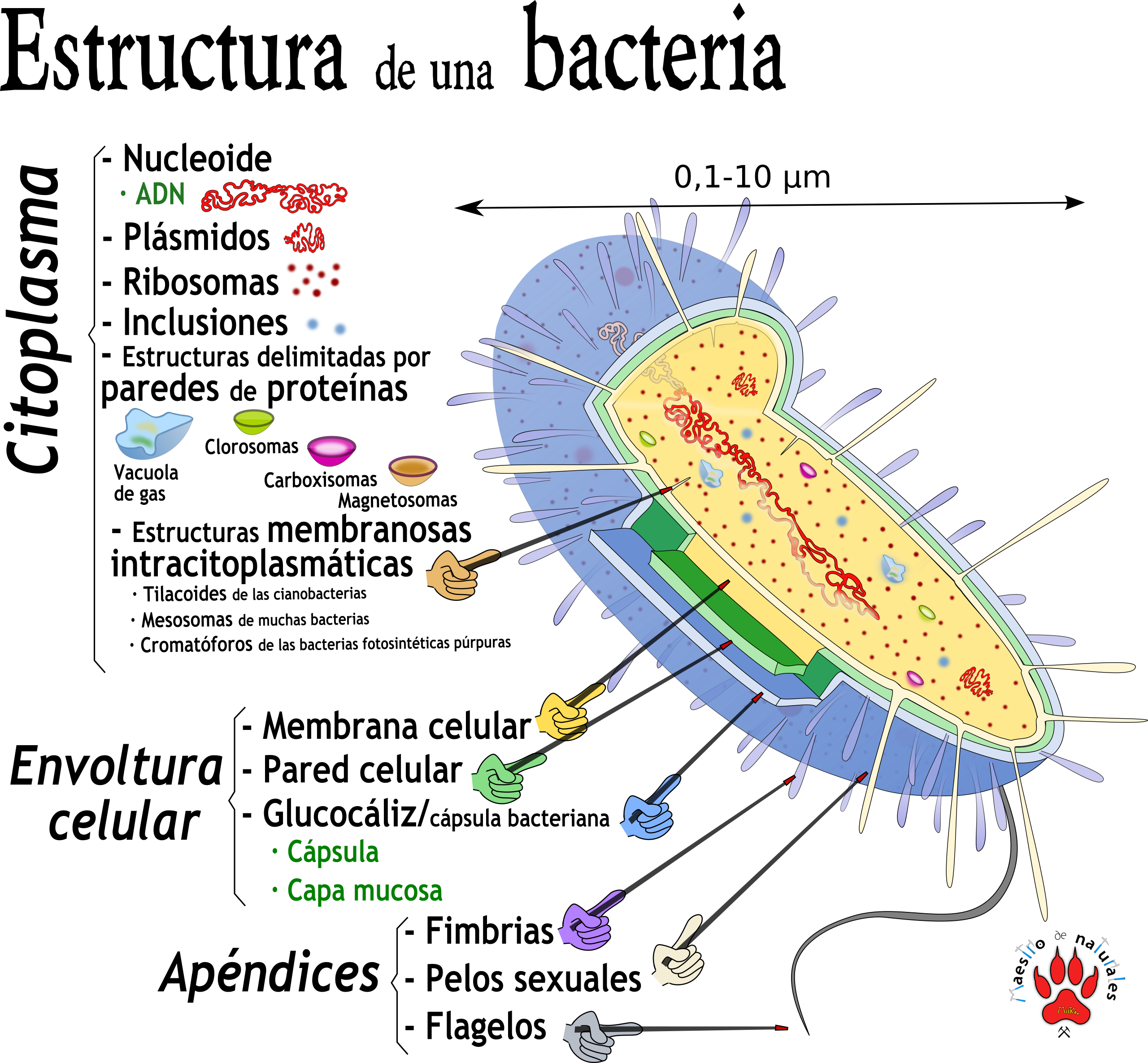 Bacterias Definicion Y Estructura Images